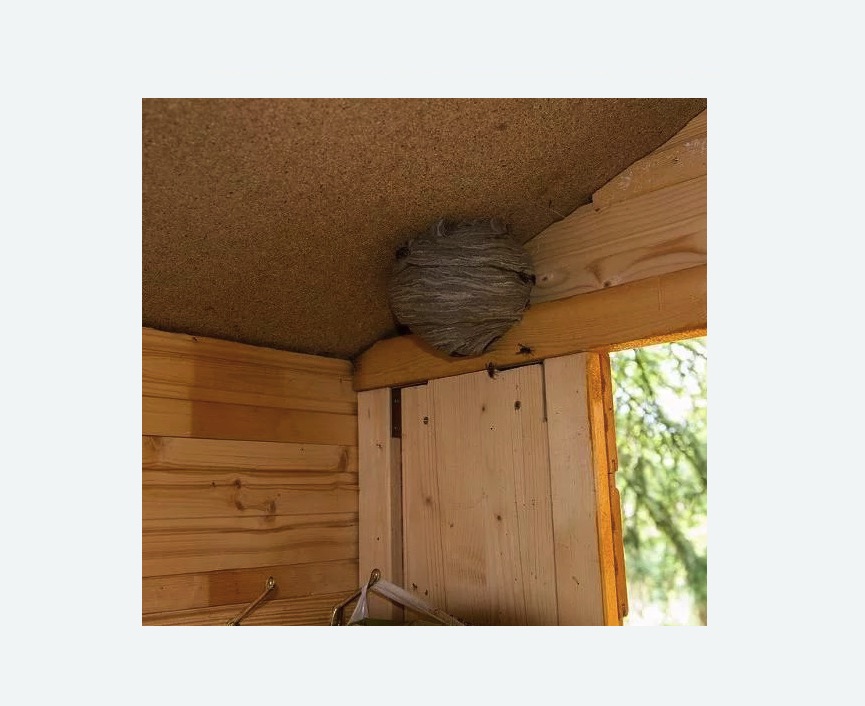 Обработка от ос в Быково Обработка от ос