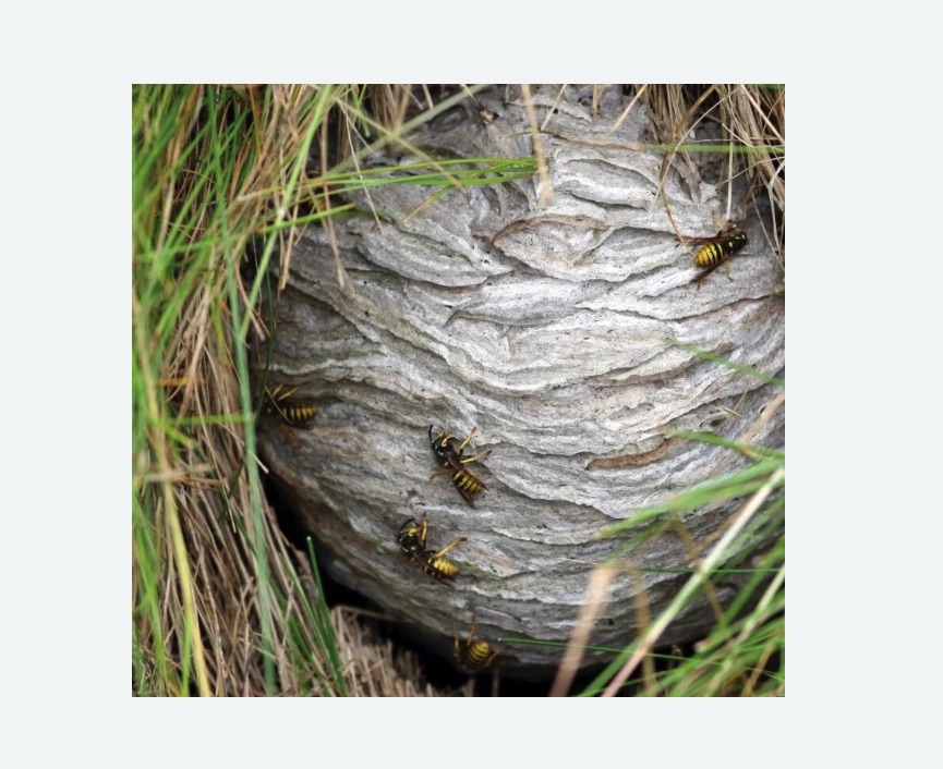 Уничтожение ос и ульев Уничтожение ос и ульев в Быково